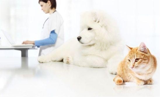 A vet with a dog and a cat at VINNI clinic